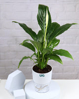 Peace Lily Plant