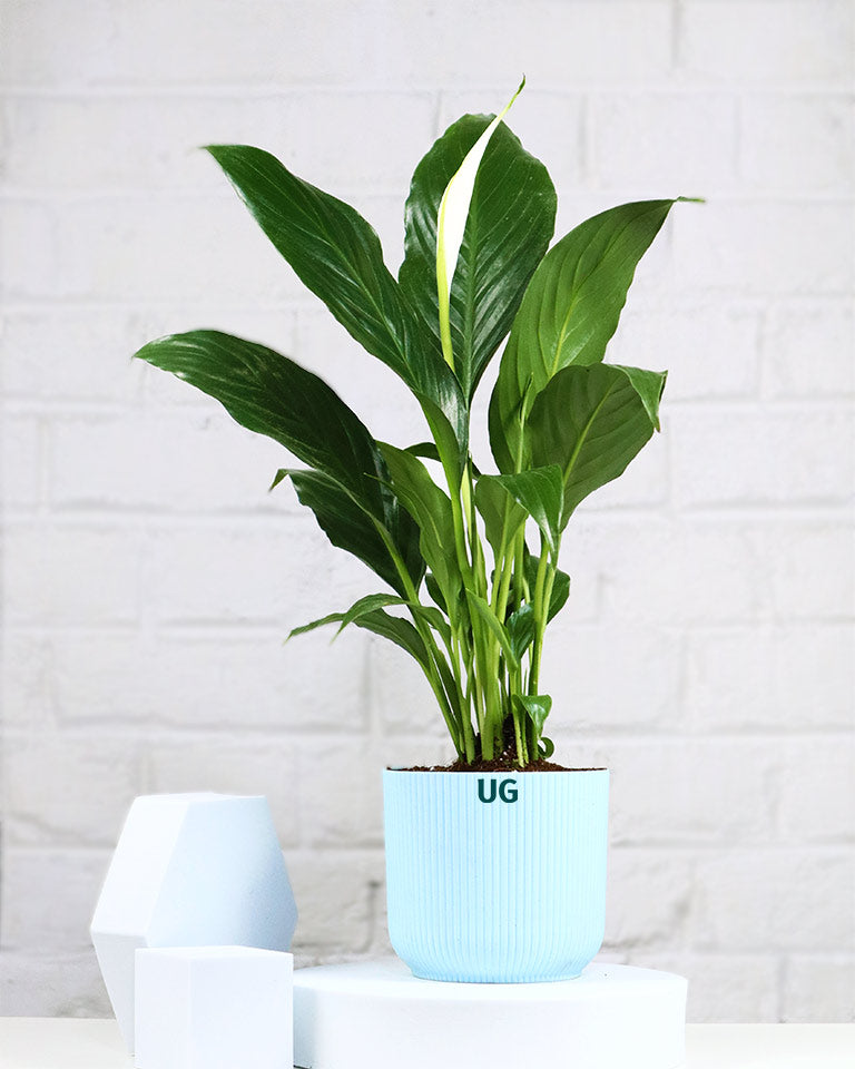 Peace Lily Plant