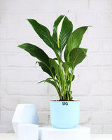 Peace Lily Plant