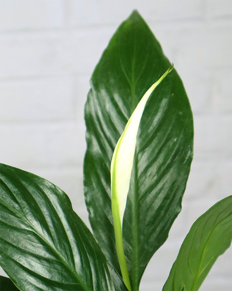 Peace Lily Plant