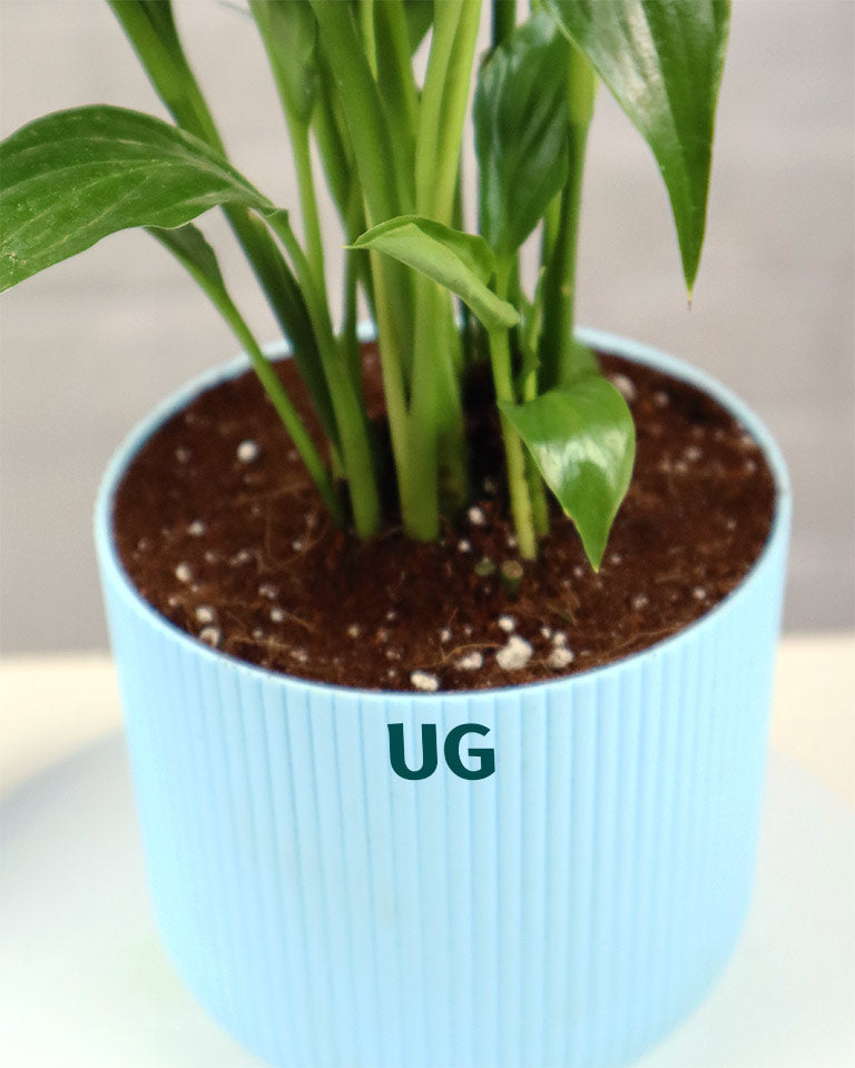 Peace Lily Plant