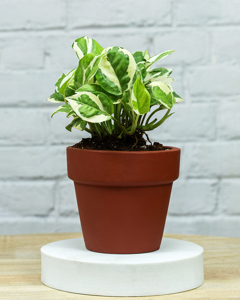 green Gifting ideas