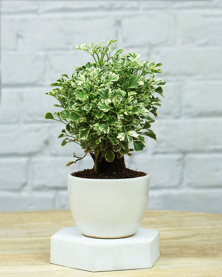 Aralia Variegated in Glossy White Ceramic Pot – Sophisticated Plant for Corporate Gifting