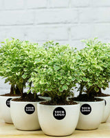 corporate gifting 
