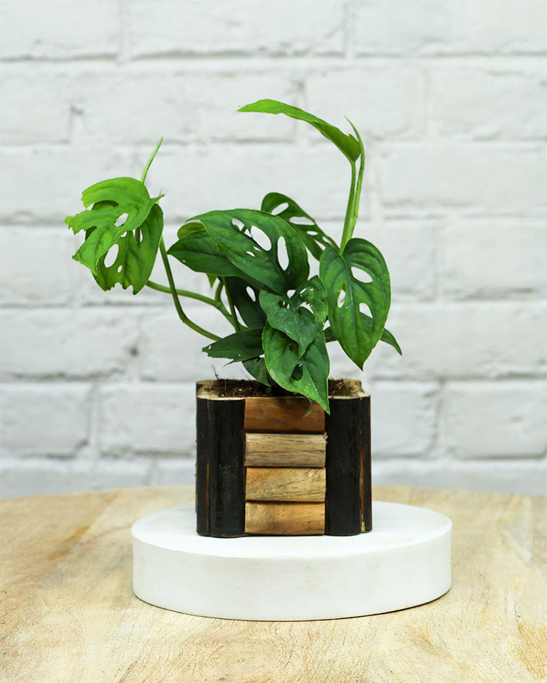 Spider Plant in Wooden Planter – Eco-Friendly Corporate Gift for Clients & Employees