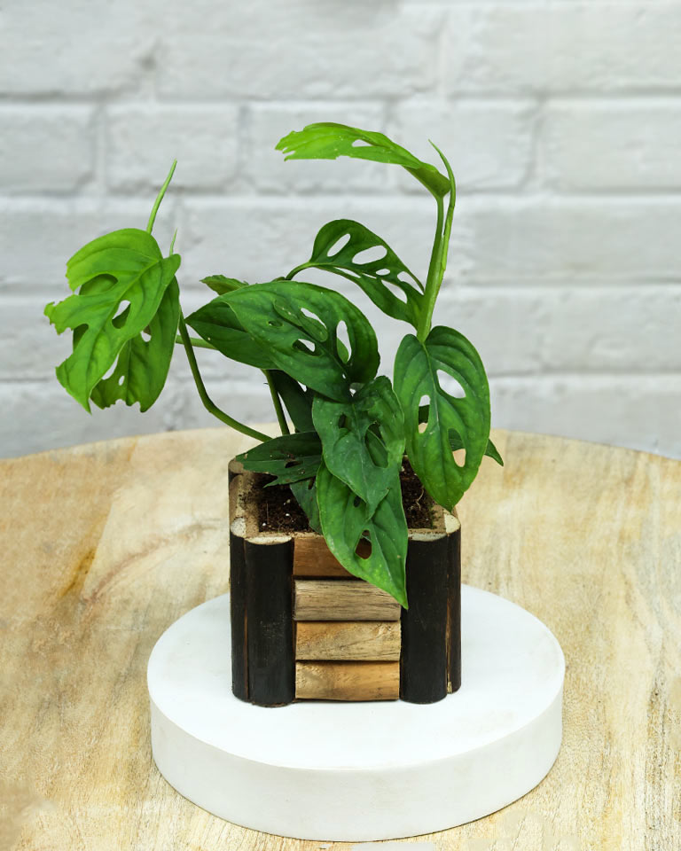 Spider Plant in Wooden Planter – Eco-Friendly Corporate Gift for Clients & Employees
