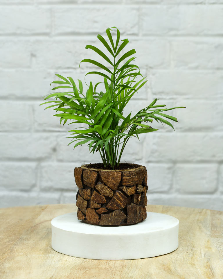Spider Plant in Wooden Planter – Eco-Friendly Corporate Gift for Clients & Employees