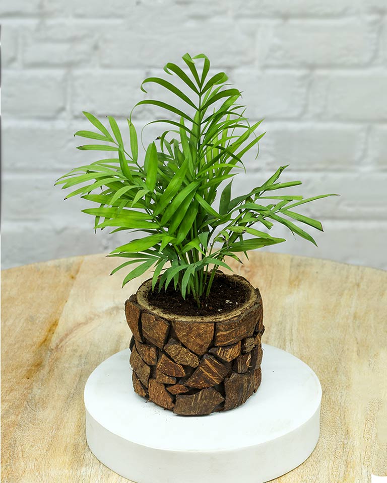 Spider Plant in Wooden Planter – Eco-Friendly Corporate Gift for Clients & Employees