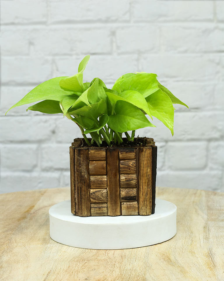 Spider Plant in Wooden Planter – Eco-Friendly Corporate Gift for Clients & Employees