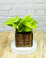 Spider Plant in Wooden Planter – Eco-Friendly Corporate Gift for Clients & Employees