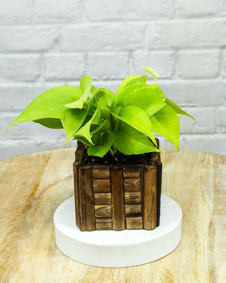 Spider Plant in Wooden Planter – Eco-Friendly Corporate Gift for Clients & Employees