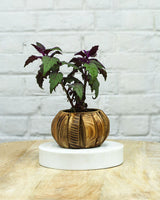 Spider Plant in Wooden Planter – Eco-Friendly Corporate Gift for Clients & Employees