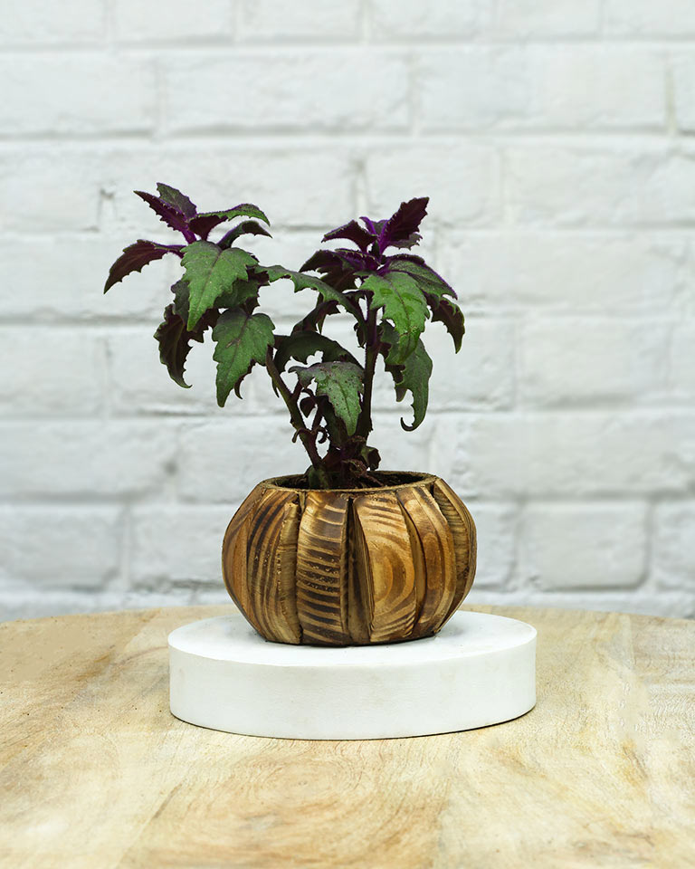 Spider Plant in Wooden Planter – Eco-Friendly Corporate Gift for Clients & Employees