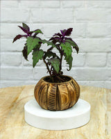 Spider Plant in Wooden Planter – Eco-Friendly Corporate Gift for Clients & Employees