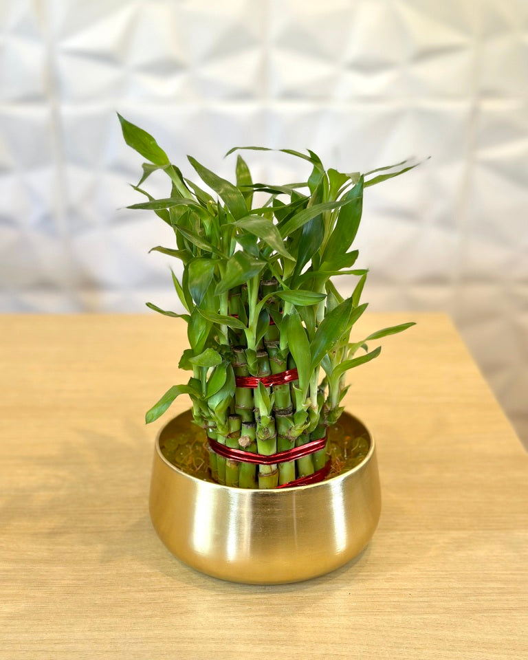 3 Layer Lucky Bamboo Feng Shui Plant in Elegant Metal Pot