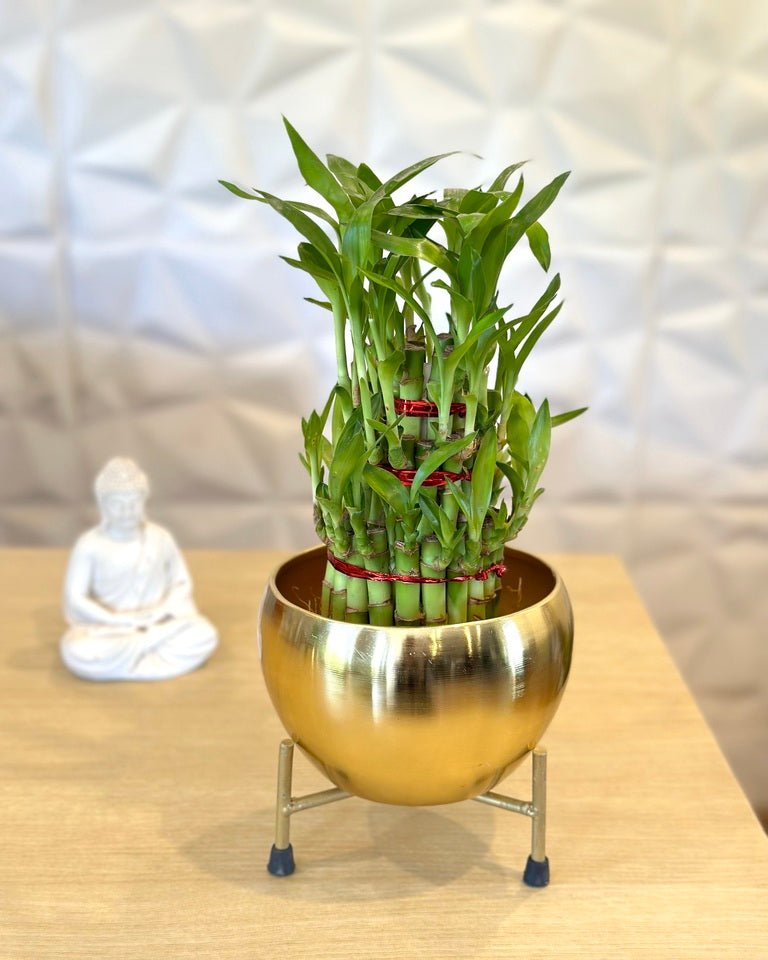 3 Layer Lucky Bamboo Feng Shui Plant in Stylish Metal Pot with Stand