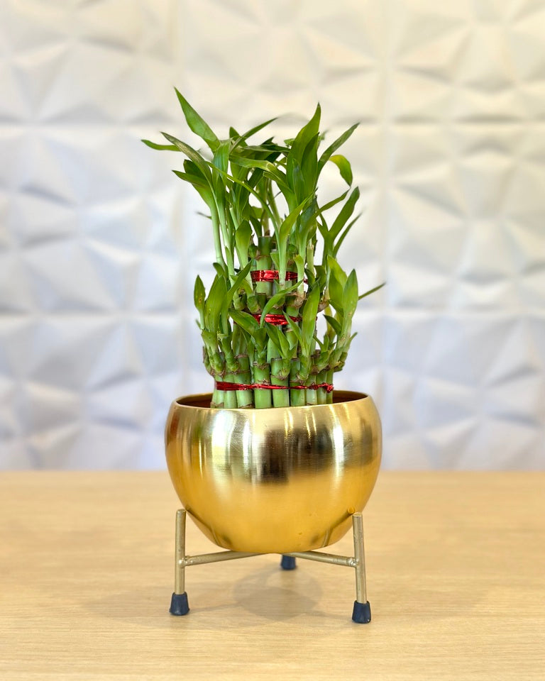 3 Layer Lucky Bamboo Feng Shui Plant in Stylish Metal Pot with Stand