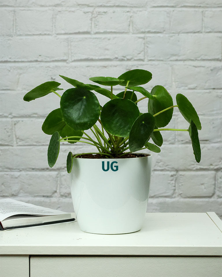 Chinese Money Plant in White Plastic Pot