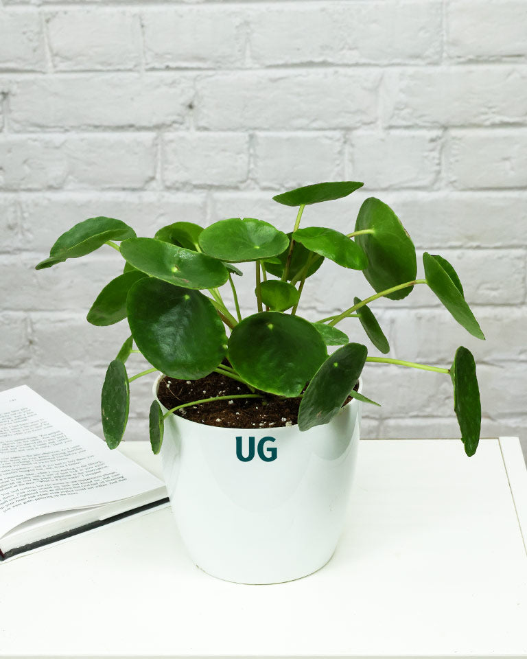 Chinese Money Plant in White Plastic Pot