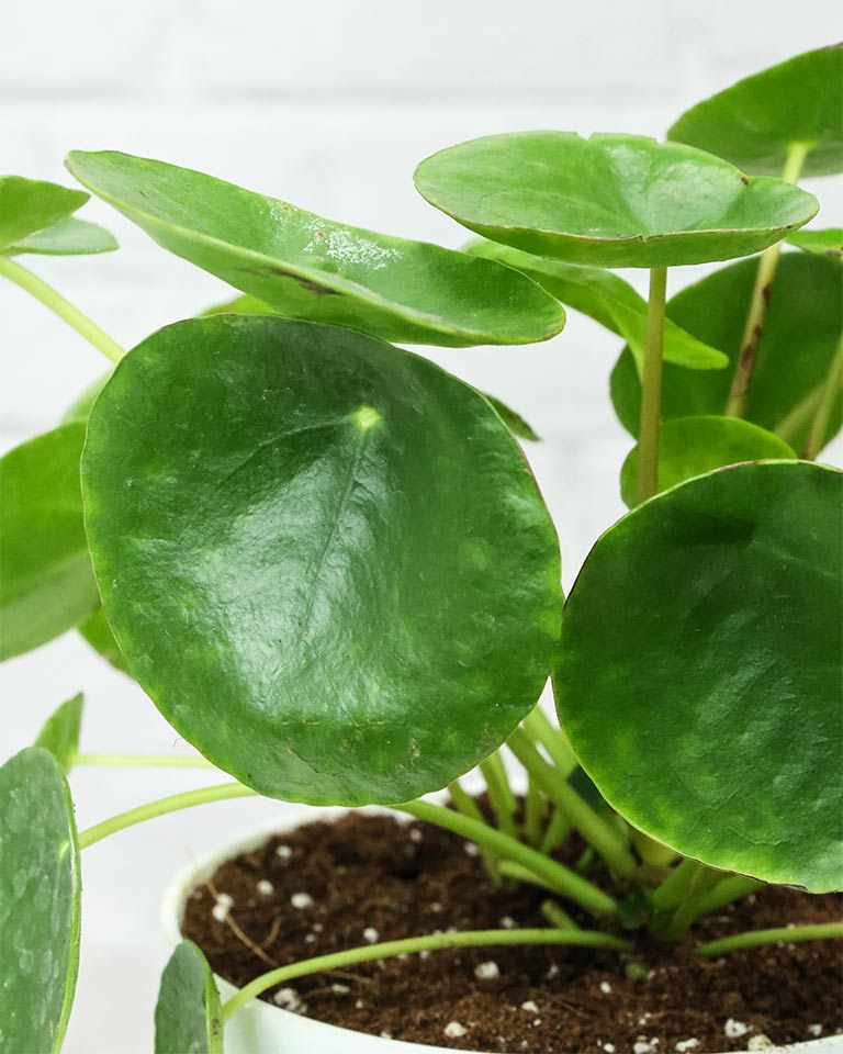 Chinese Money Plant in White Plastic Pot