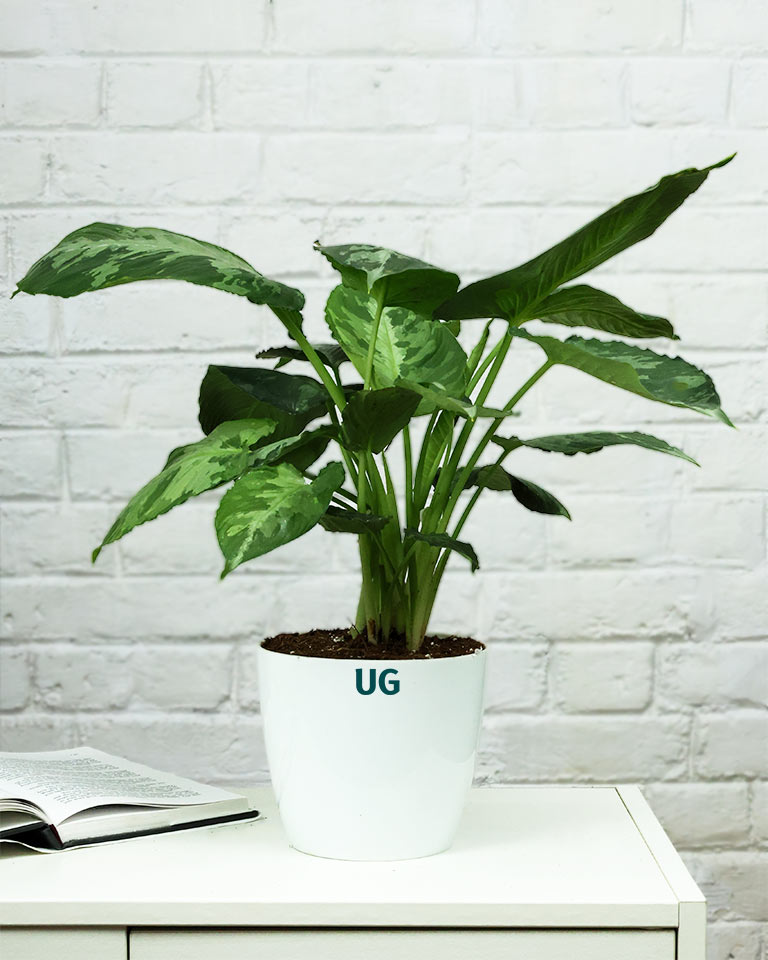 Schismatoglottis pusilla in white plastic pot