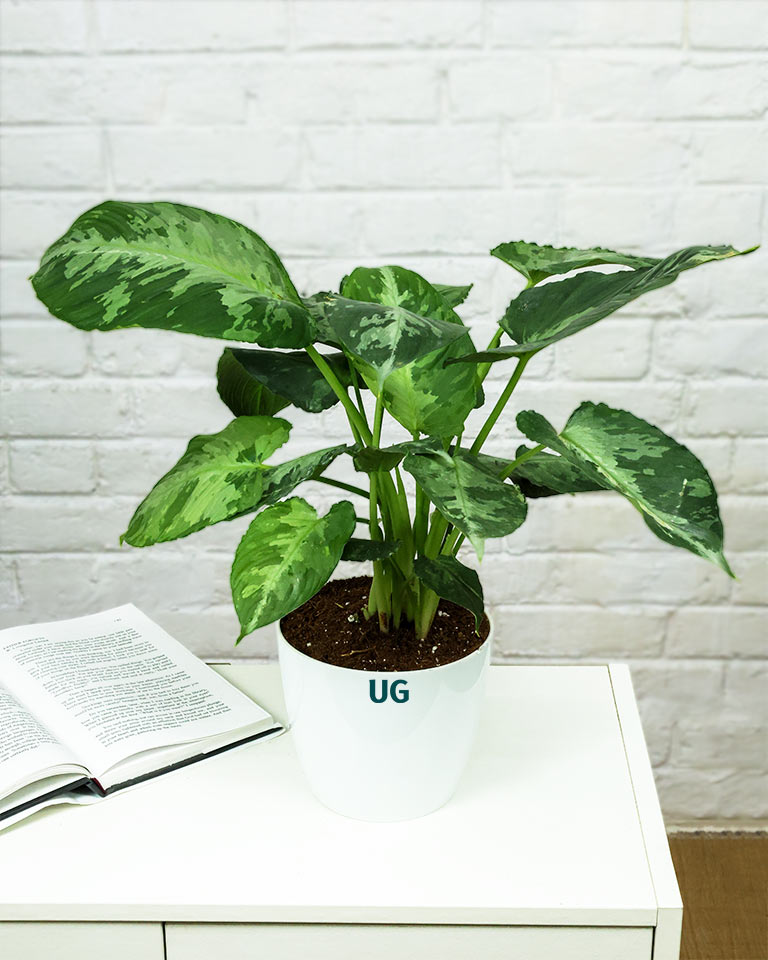 Schismatoglottis pusilla in white plastic pot