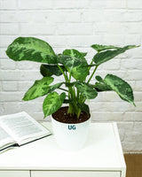 Schismatoglottis pusilla in white plastic pot