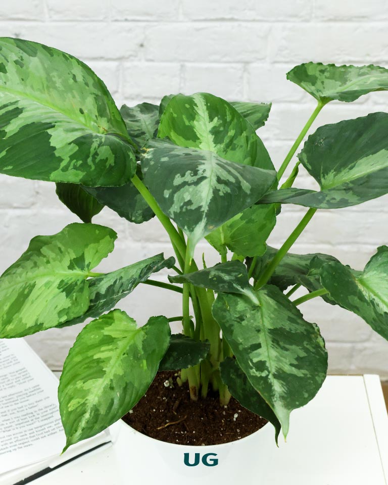 Schismatoglottis pusilla in white plastic pot