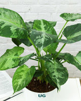 Schismatoglottis pusilla in white plastic pot