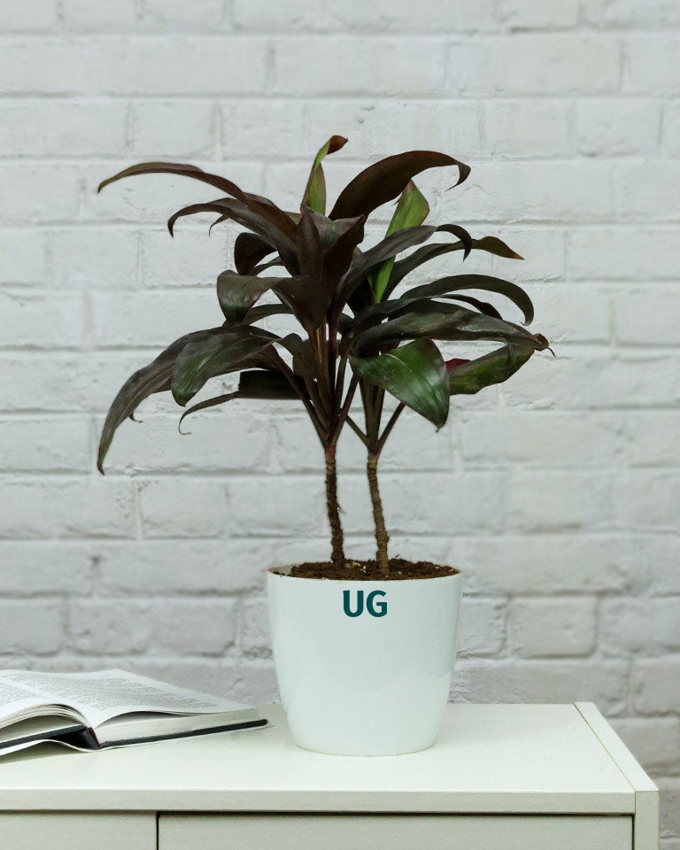 Hwaiian Ti Plant (Cordyline fruticosa) in white plastic pot