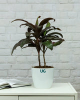 Hwaiian Ti Plant (Cordyline fruticosa) in white plastic pot