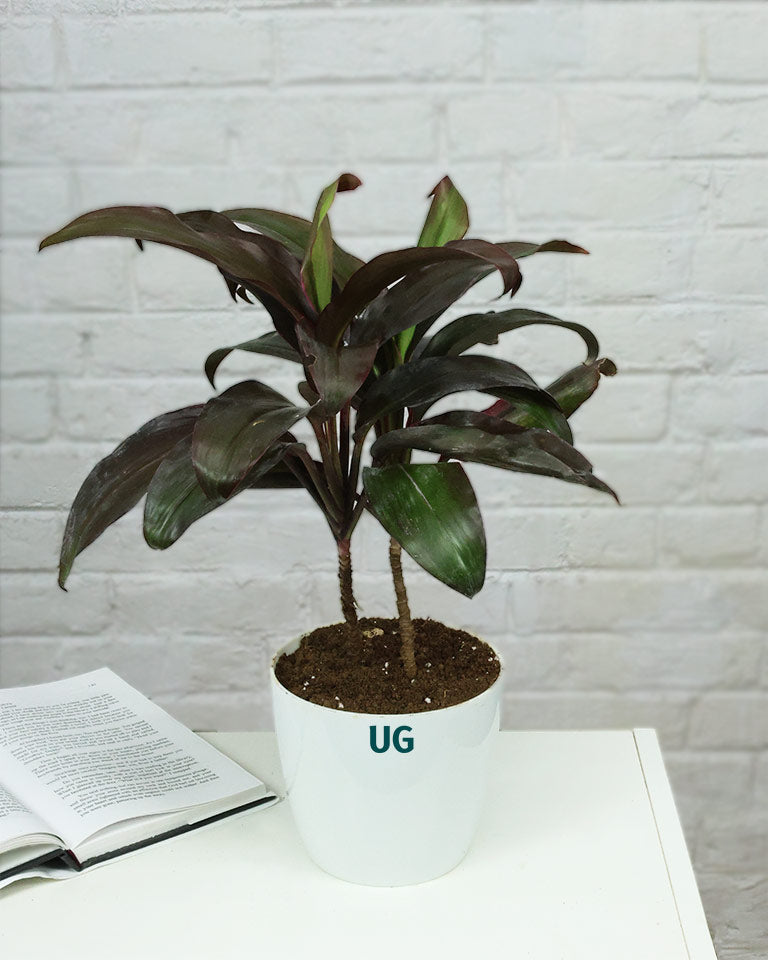 Hwaiian Ti Plant (Cordyline fruticosa) in white plastic pot