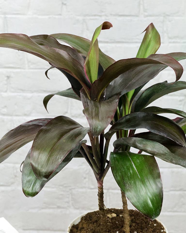 Hwaiian Ti Plant (Cordyline fruticosa) in white plastic pot