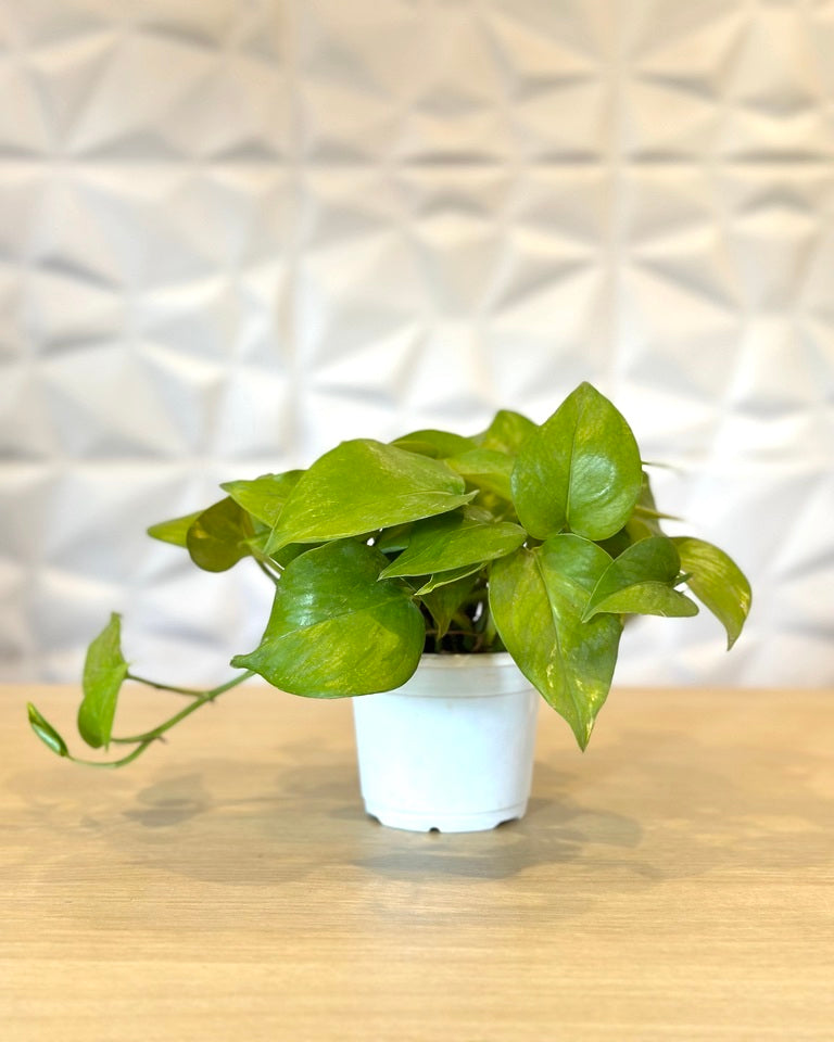  Money Plant online