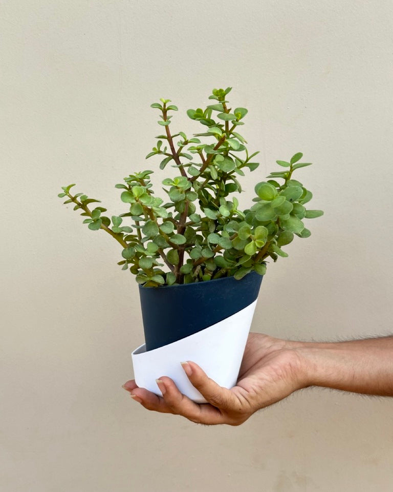 where to buy jade plant Buy Jade Plant, Elephant Bush Online| Unlimited Greens – unlimitedgreens