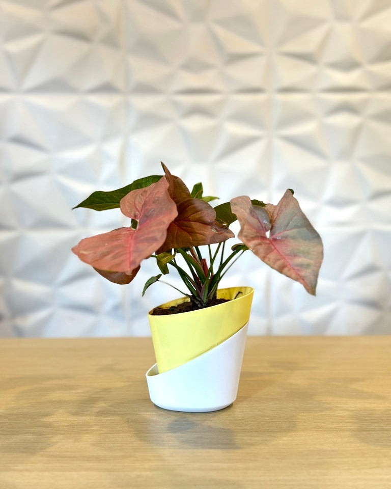 Syngonium Pink Plant