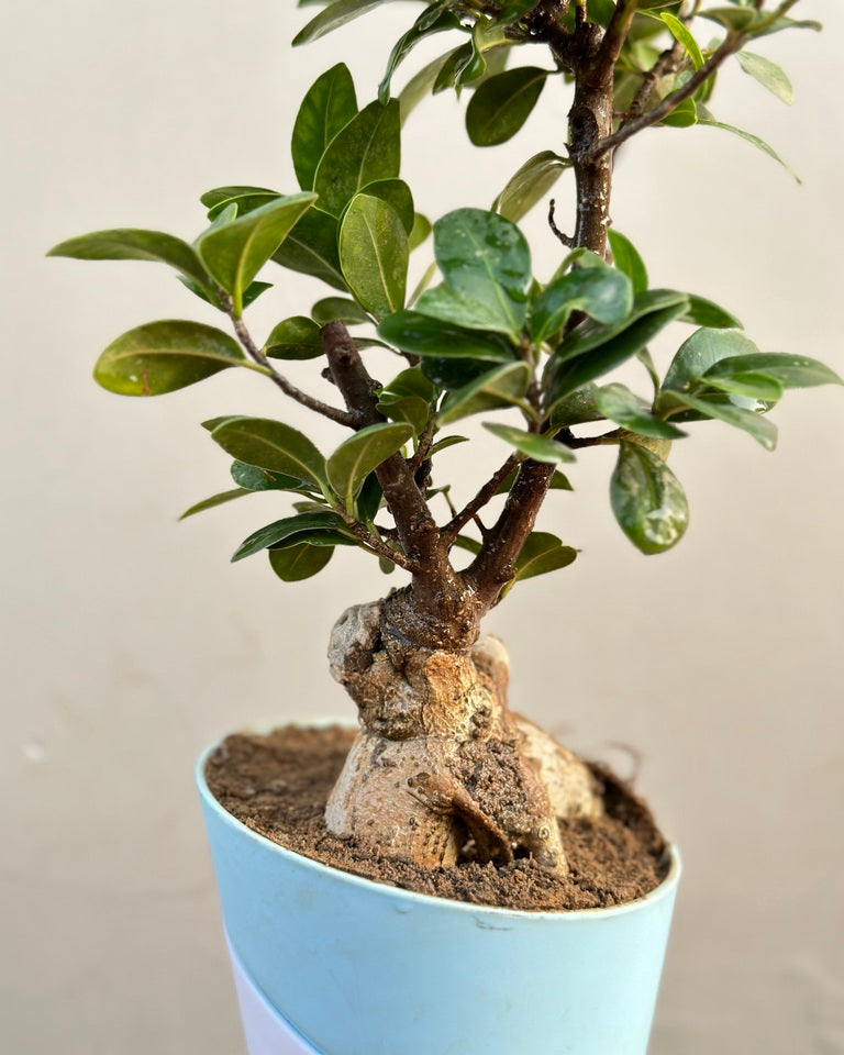 Shop Good Luck Ficus Bonsai In Self Watering Planter Online India –  Unlimitedgreens
