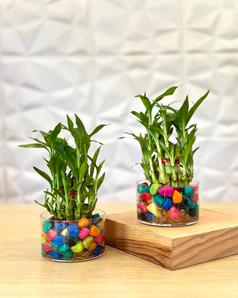 buy lucky bamboo online Shop Combo of 2 Layer Lucky Bamboo Plants