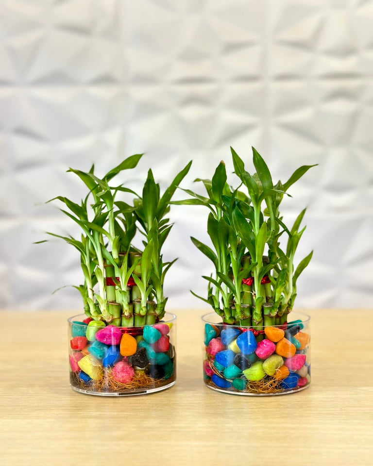 lucky bamboo price Shop Combo of 2 Layer Lucky Bamboo Plants