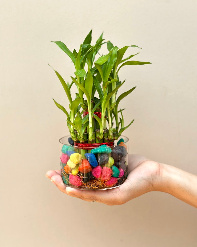 lucky bamboo pots online Shop Combo of 2 Layer Lucky Bamboo Plants