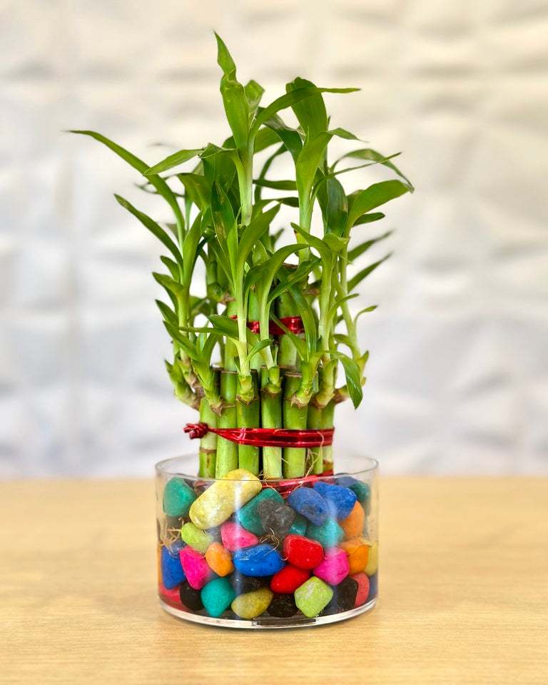 Lucky bamboo 2 layer with stones online india