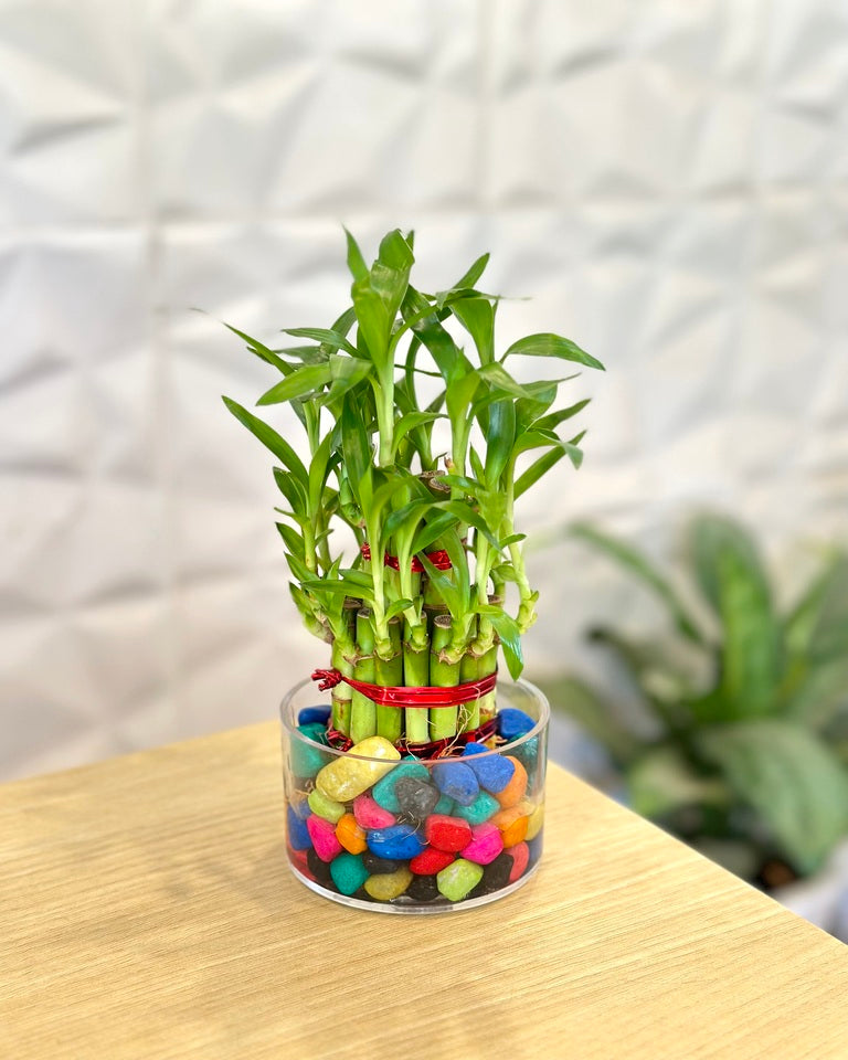 lucky bamboo plant with pot Shop Lucky Bamboo 2 Layer Feng Shui Plant