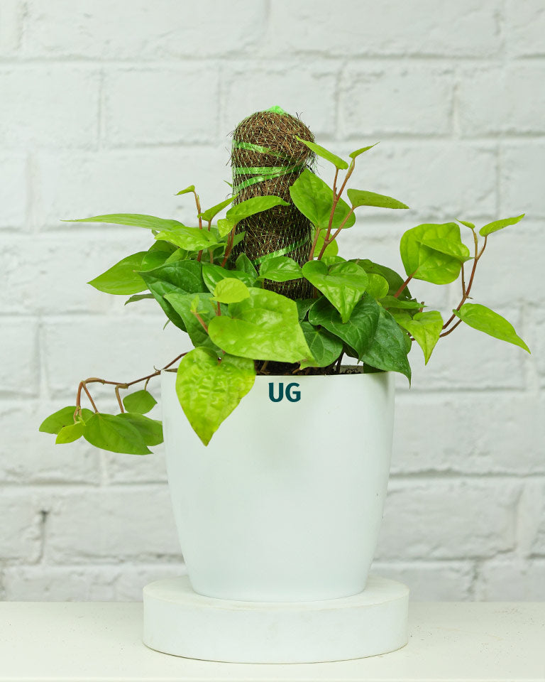 Betel Leaf Plant