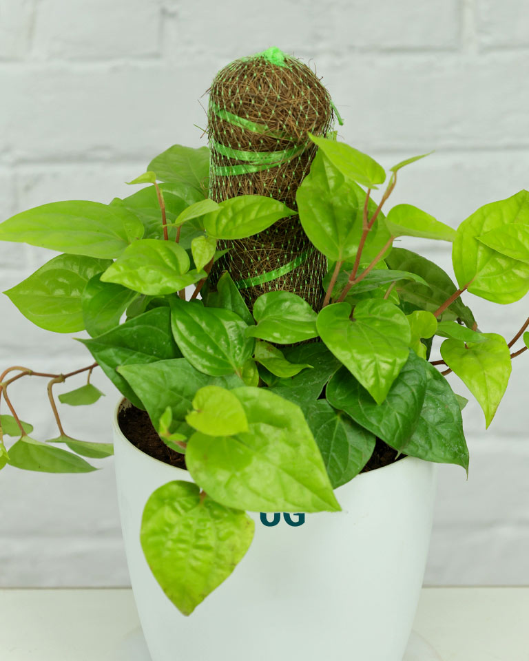 Betel Leaf Plant