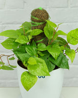 Betel Leaf Plant
