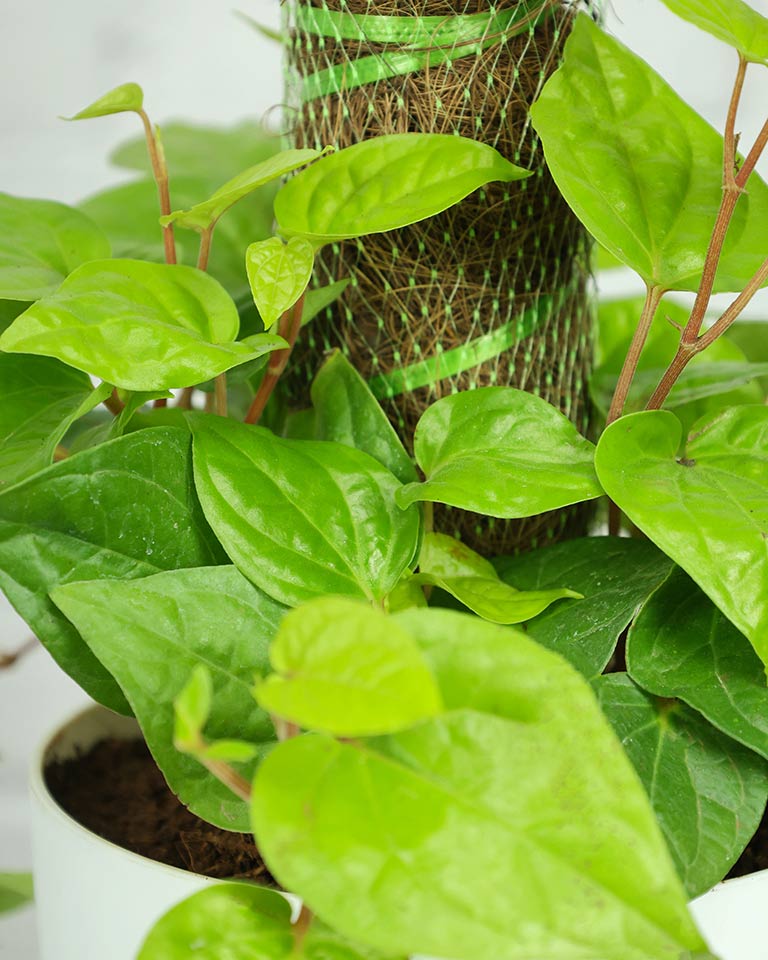 Betel Leaf Plant