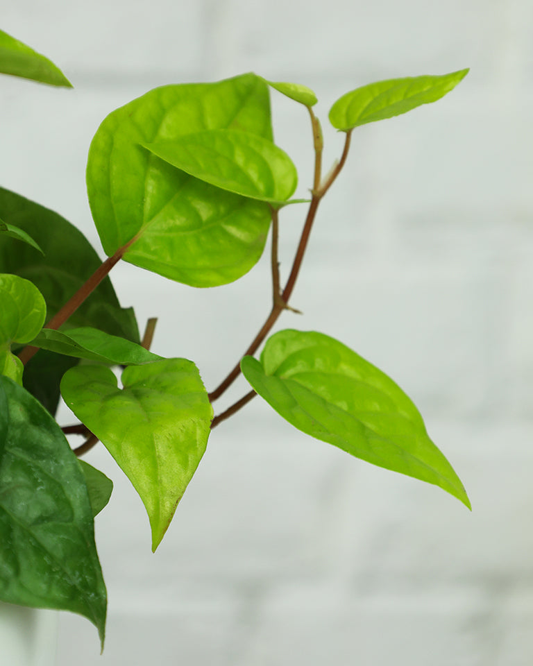 Betel Leaf Plant