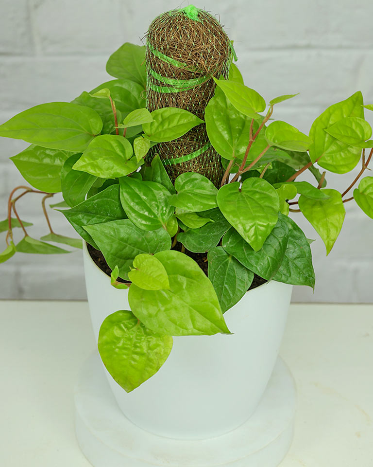 Betel Leaf Plant