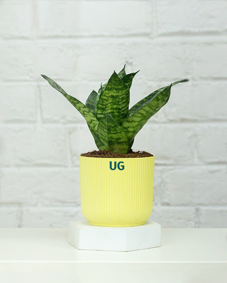 Snake Plant Dwarf