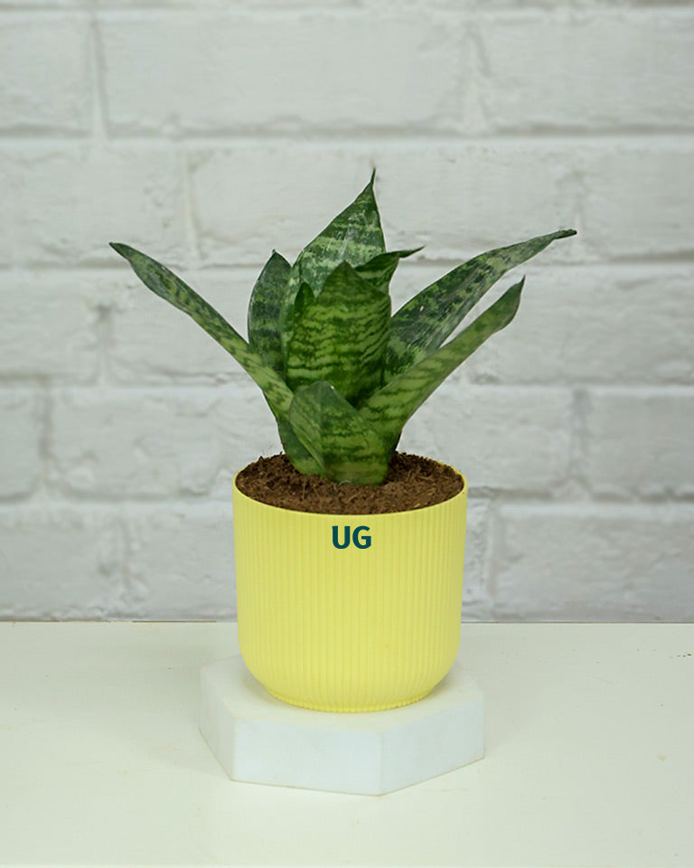 Snake Plant Dwarf